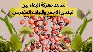 شاهد معركة البقاء بين الجندي الأحمر والنبات المفترس!🥀