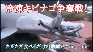 冷凍キビナゴ争奪戦！ただただ餌を食べるだけの動画！