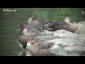 野鳥撮影・ 公園の池に飛来した鴨達