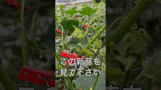 【きゅうり栽培】この新芽危険です❗️感染したら作付け終了⁉️最強の害虫紹介🪰#cucumber #家庭菜園 #きゅうり #野菜作り #農業 #料理 #自給自足#サバイバル#病害虫#農薬