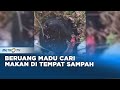 Miris, Beruang Madu Cari Makan di Tempat Sampah