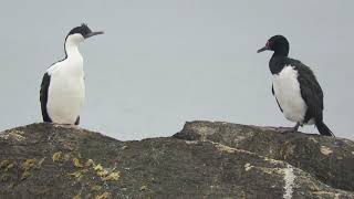 Phalacrocorax magellanicus (Cormoran de las rocas) - Phalacrocorax atriceps (Cormoran imperial)