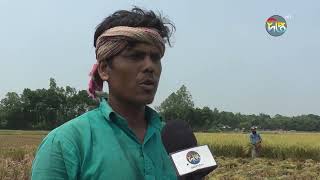 জামালপুরে ধান কাটার শ্রমিকের তীব্র সংকট | Jamalpur | Deepto News