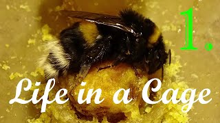 Bumblebees - Life in a Cage: Part 1/10 - START of the Breeding - 10 typical Bombus terrestris nests