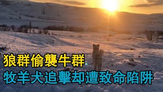 狼群偷襲牛群，牧羊犬追擊卻遭致命陷阱，野狼肆虐，牧區村落的面臨挑戰，牧民與牧羊犬的絕地反擊