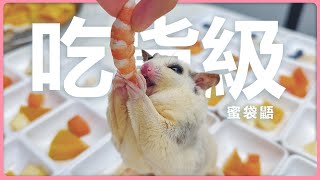 吃貨級蜜袋鼯來了~ | 蜜袋鼯營養食譜喂食日常  | The Sugar glider that loves to eat is here~