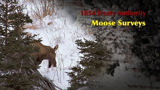 1854 Treaty Authority Moose Surveys