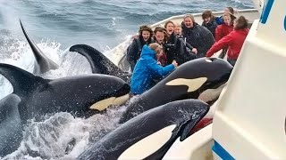 Scientists JUST SOLVED Mystery Why Orcas Are Attacking Boats