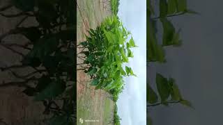 ಹಿಪ್ಪುನೇರಳೆ ಮರಗಡ್ಡಿ ! ಬಯಲುಸೀಮೆಯ ಪ್ರಮುಖ ಬೆಳೆ #sericulture