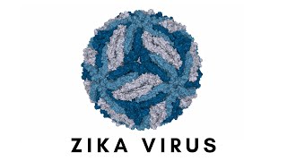 Zika Virus: The Mosquito-Borne Threat