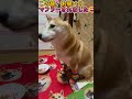 ルーズソックス🧦 柴犬 柴犬3歳 デブ柴 shiba 癒し 柴犬でんちゃん 愛犬 フリスビードッグ 柴犬との暮らし 無駄に賢い柴犬 犬服 ギャル柴