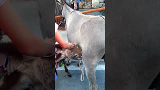 Heartwarming Moment: Sweet Donkey Foal Nursing from Mother Donkey