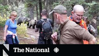 #TheMoment two grizzly bears followed a group of hikers in Banff
