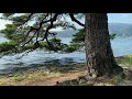 【4k】walking in kyoto amanohashidate pine forest beach