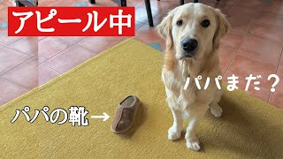 パパに早く帰ってこいとアピールする愛犬が可愛いw