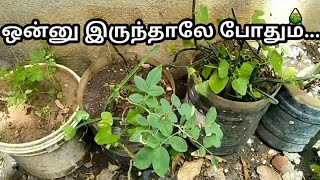 ஒரு செடி இருந்தா போதும் ஆயிரம் ரோஜா செடிகளை உருவாக்கலாம் | How to grow rose plant easily | ASK TAMIL