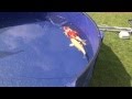 Euregio 2013 koi show vat 1 to 20