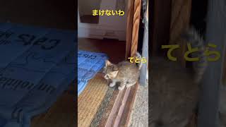 可愛い盛り、生後1ヶ月、やんちゃ　#保護猫 #猫好き #里親募集中 #こねこ #子猫 #レスキュー #猫カフェ #ねこのいる生活