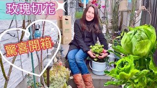 日本玫瑰切花驚喜開箱與處理｜Green Rose 綠色玫瑰|Roses arrive ready for surprise unboxing#コーラルハート#日本#結綠珍#コンキュサーレ#月季