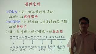 高一生物 029 第二章 遺傳 2-2 2-3 轉錄 轉譯 分子生物學的中心法則