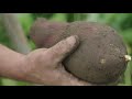 SWEET POTATOES: From the Field