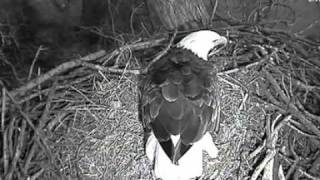 11th Jan  7.15am  Mr and Mrs dec on nest . Dad scooch [2877].wmv