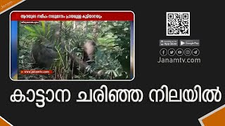 തിരുവനന്തപുരം വിതുരയിൽ കാട്ടാന ചരിഞ്ഞ നിലയിൽ