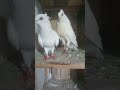 চটিয়াল ম্যাড্রাস। ssrvlog youtube short short pigeon short চটিয়াল ম্যাড্রাস।