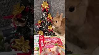 うさぎさんと過ごす特別な夜💝クリスマスパーティ前夜🎄✨#bunny #rabbit #pets #pet #vlog #うさぎ #ウサギ #christmas #xmas