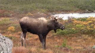 Moose Hunting Newfoundland