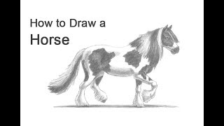 How to Draw a Horse (Gypsy Vanner / Irish Cob)