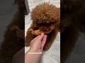 你的狗狗也有喜欢的玩具吗？do your dog has their favourite toy 🤣