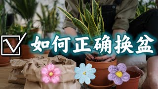 ✅花卉正确换盆，专业步骤详解