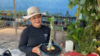 TRANSFORME SUA ROSA DO DESERTO EM UMA OBRA DE ARTE | COMO TRANÇAR OS GALHOS