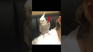 マツケンサンバに驚くオカメインコ #オカメインコ #マツケンサンバ  #shorts #short