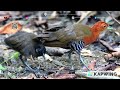 slaty legged crake birdsofinstagram nature bird wildlife birdwatching birdspecies birds