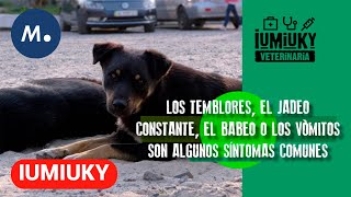 IUMIUKY: Consejos para viajar con mascotas y el procedimiento a seguir en caso de golpe de calor