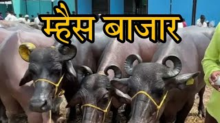 खंडोबा म्हैस बाजार परभणी | parbhani mahesh bazar |Parbhani buffalo market