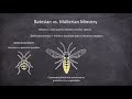 batesian vs mullerian mimicry animal behaviour