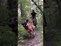 3 beginners tips for bikejoring 🐕🚴‍♂️💨