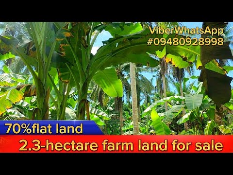 Sold (Vlog#023) 2.3-hectare Farm Land For Sale Gandang Farm Lot Nito ...