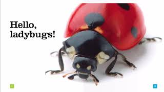 All about Ladybugs | A fun, non-fiction book about a little insect 🐞