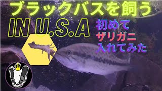 ブラックバスを飼う in U.S.A 初めてのザリガニ