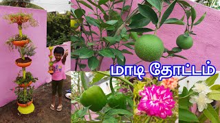 எங்கள் வீட்டு மாடித்தோட்டம் | Terrace Garden in Tamil | Maadi Thottam | Garden Tour vlog in Tamil