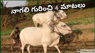 నాగలి.. గురించి || Naagali || Ploughing field with Oxen or Bull || Old Indian agriculture Machines