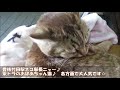 【ねこ駅長】ニャー＠豊後竹田駅　20200516