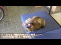 【ねこ駅長】ニャー＠豊後竹田駅　20200516