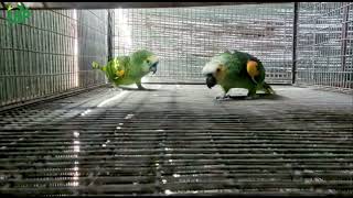 Gray Eclectus Suncanure Raw Parrots