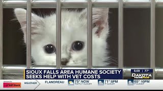 Sioux Falls Area Humane Society seeking help for vet costs