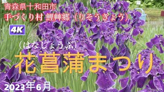 手づくり村 鯉艸郷（りそうきょう）2023 花菖蒲まつり4K #鯉艸郷　#花菖蒲  #aomori #towada #flower #十和田　#十和田市